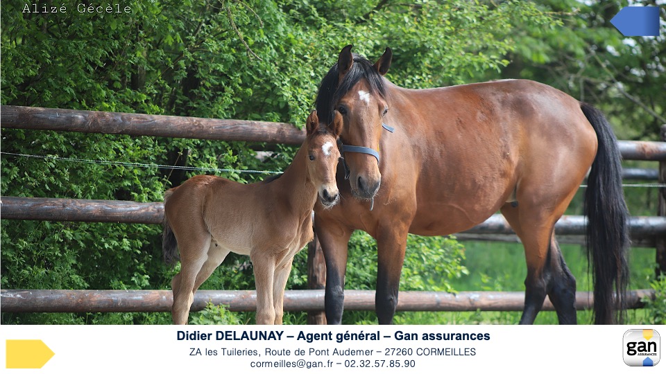 devis_assurance_chevaux